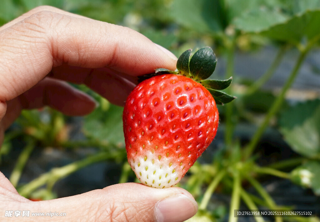 手摘草莓