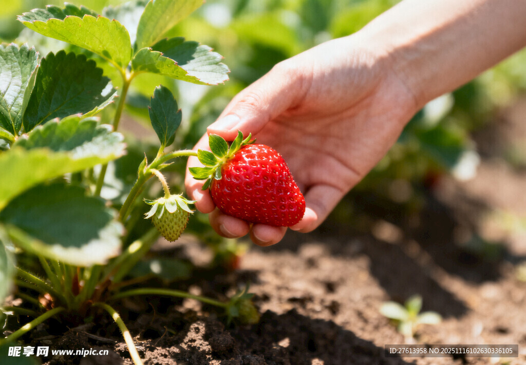 草莓采摘