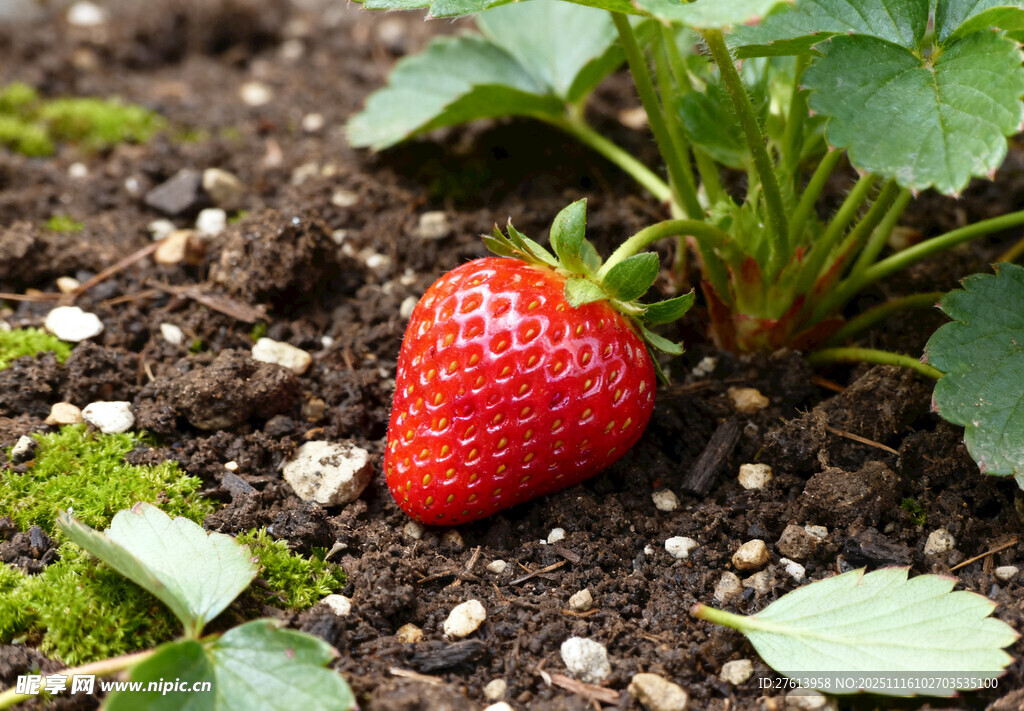 田间成熟的草莓