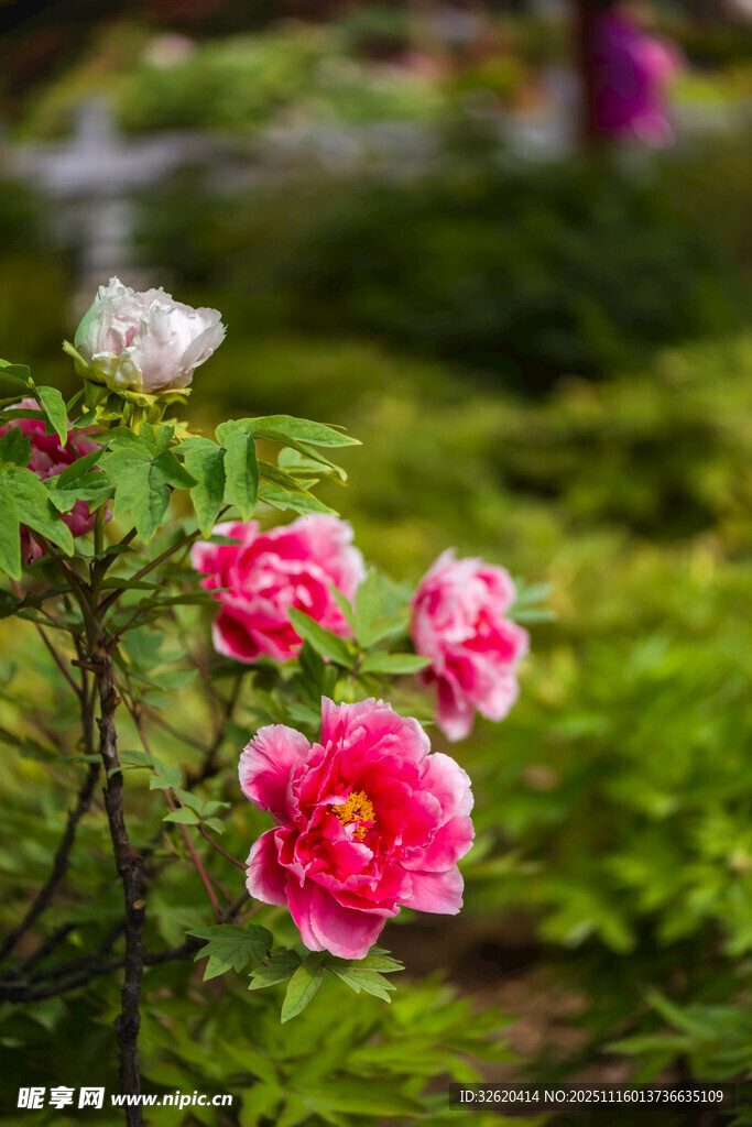 牡丹花