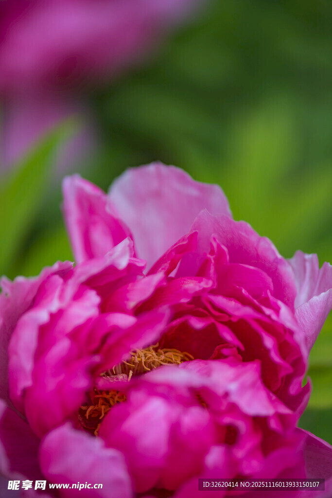 牡丹花