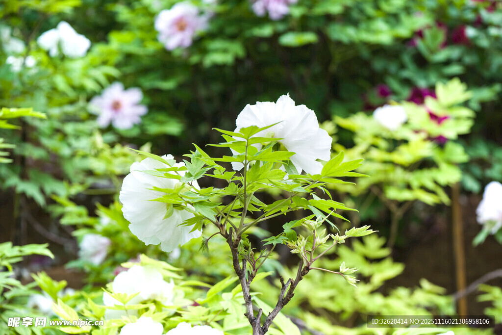 牡丹花