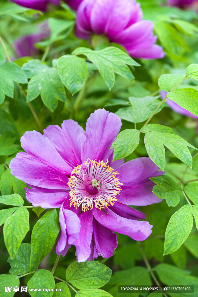 牡丹花