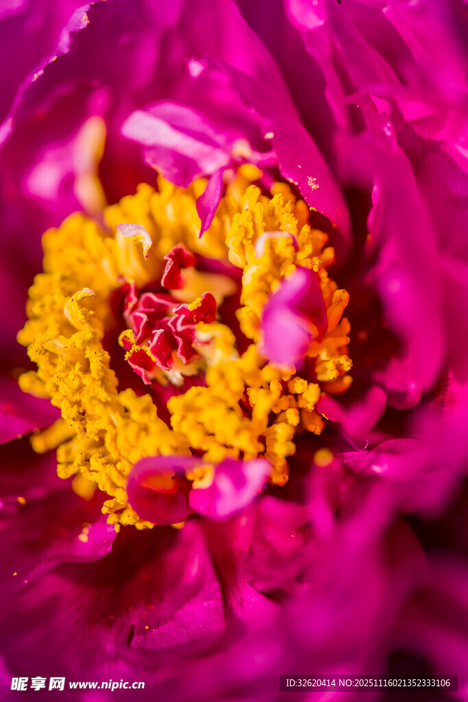 牡丹花
