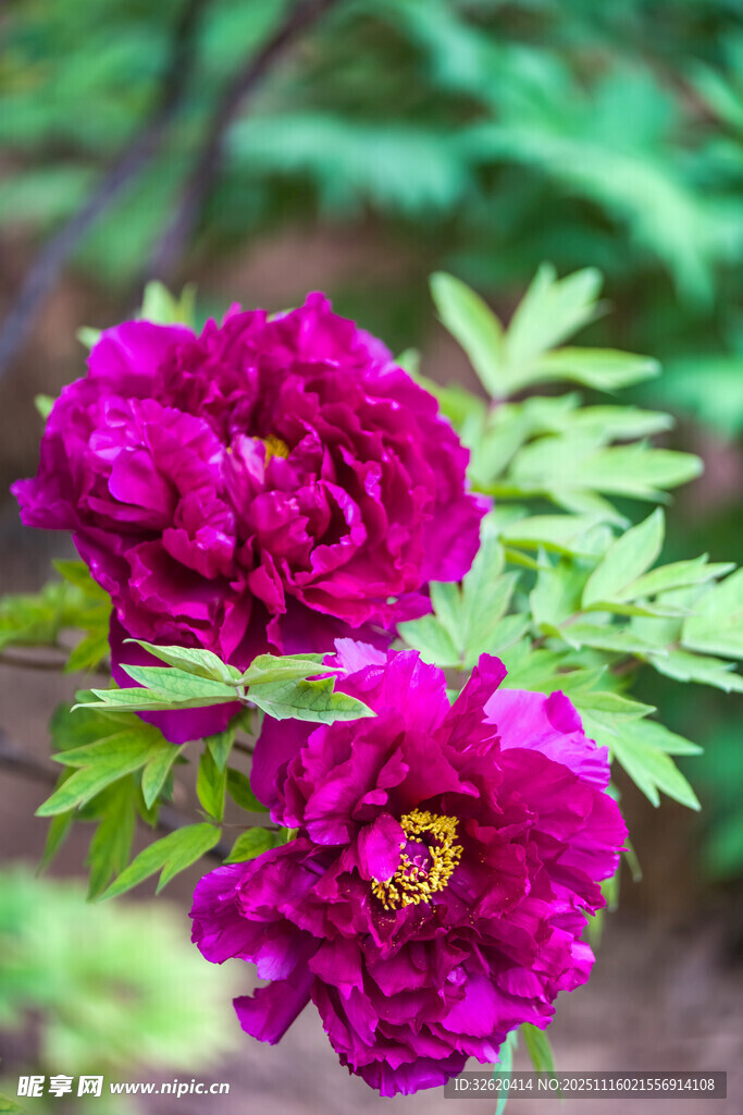 牡丹花