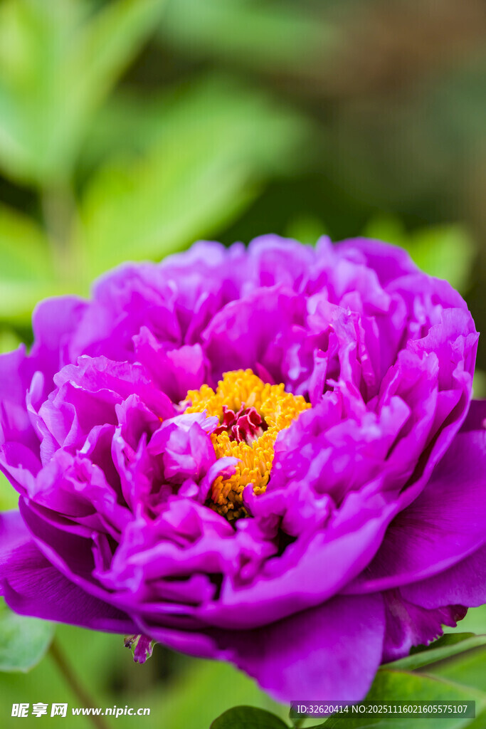 牡丹花