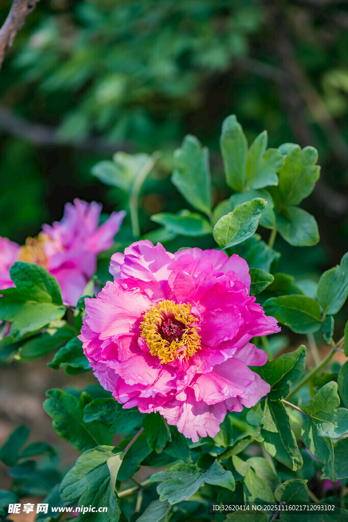 牡丹花