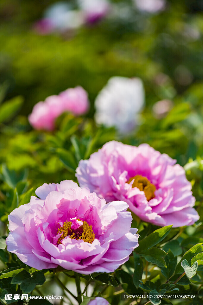 牡丹花