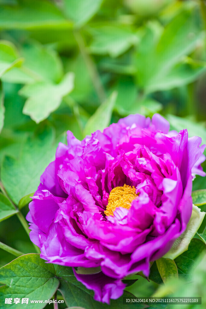 牡丹花