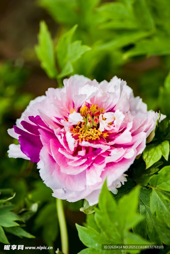 牡丹花