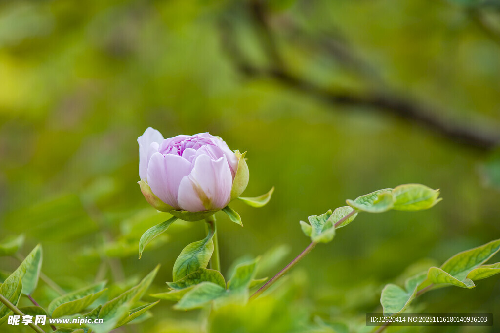 牡丹花