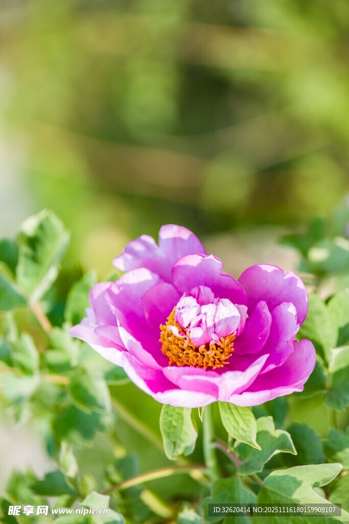 牡丹花