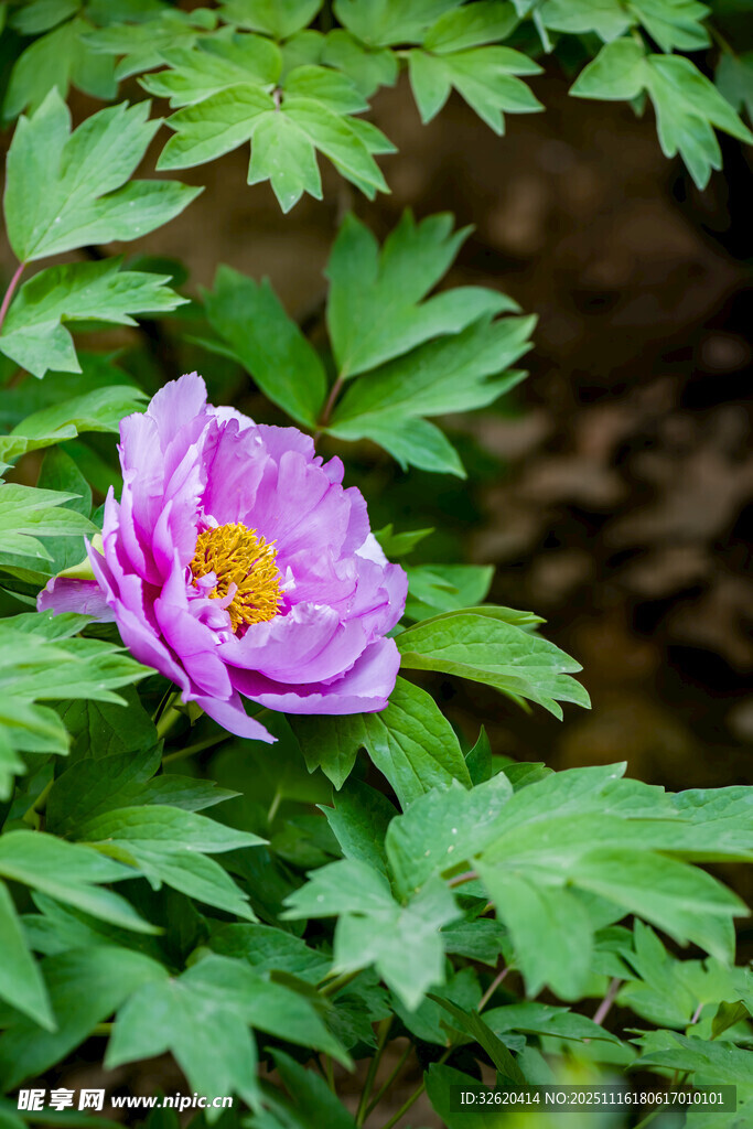 牡丹花