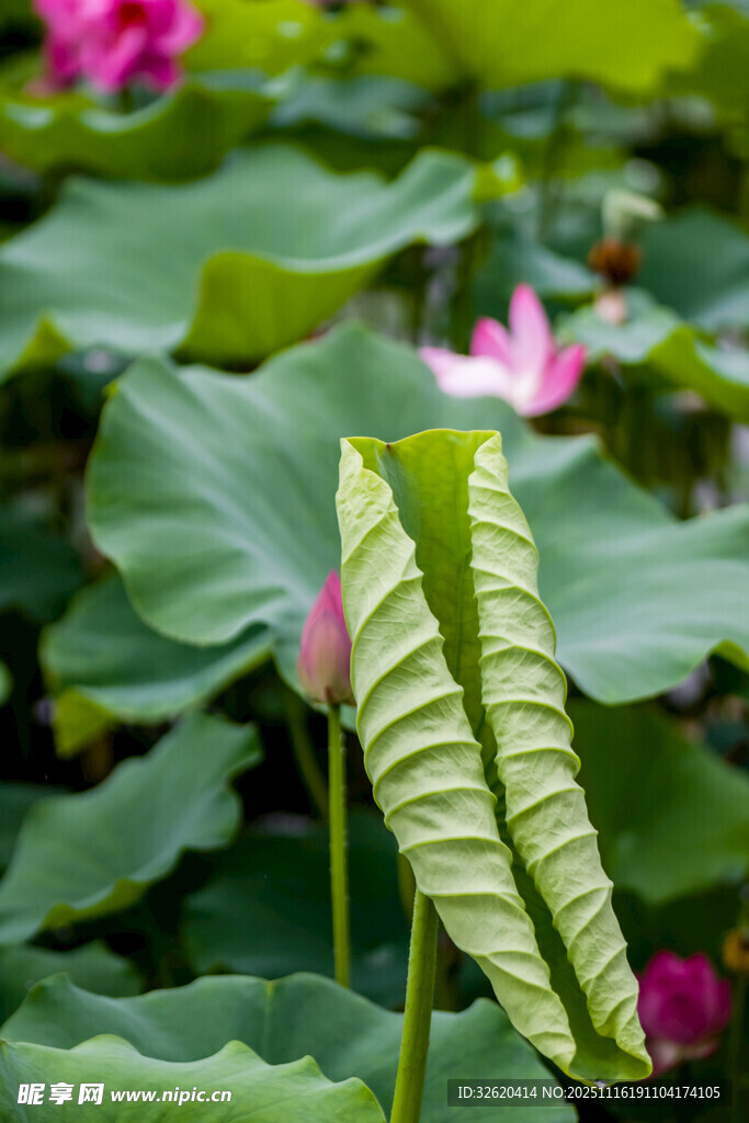卷曲荷叶与绽放荷花