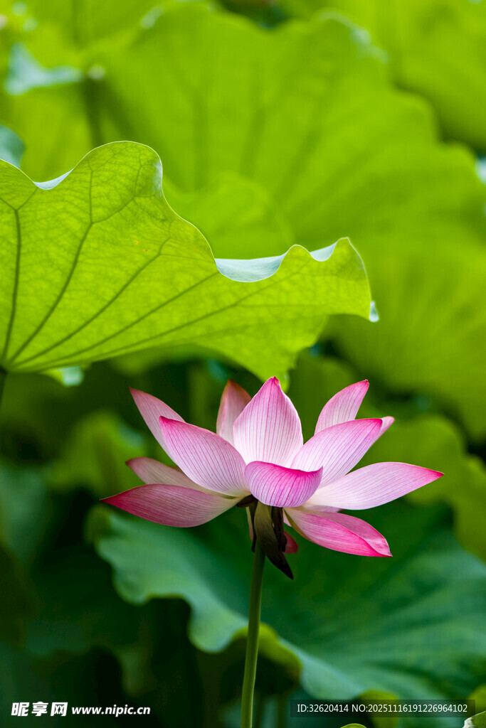 娇艳荷花绽放于绿叶间
