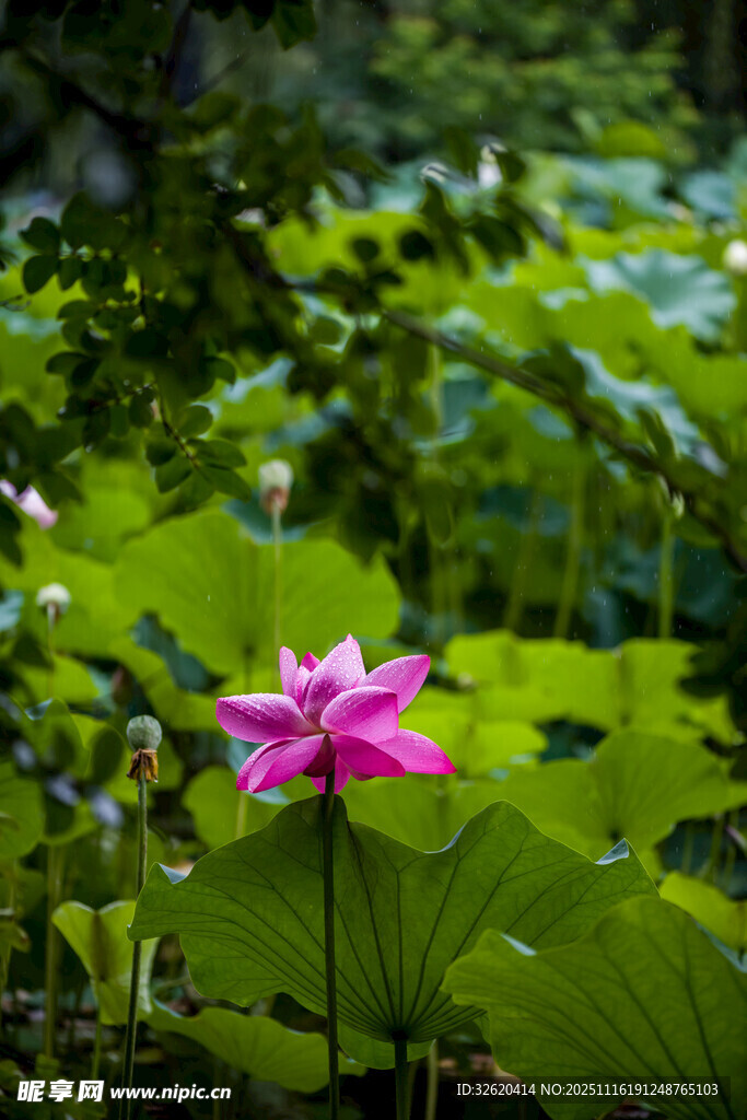 娇艳荷花绽放于绿叶间