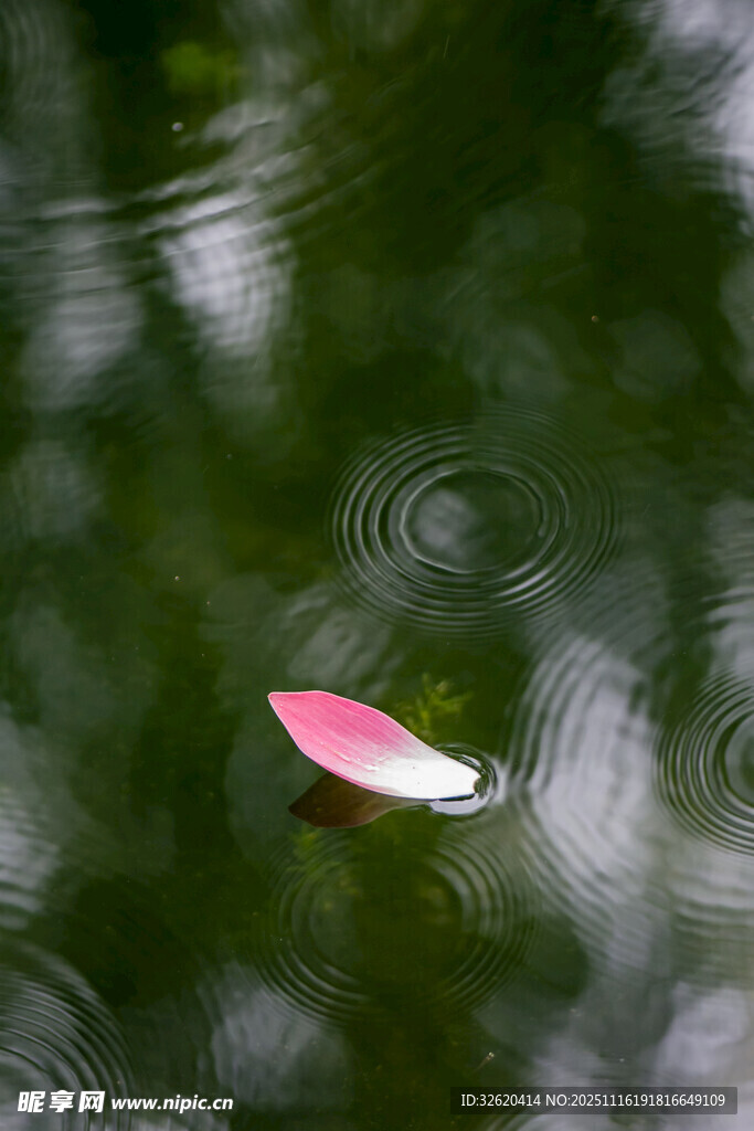水面漂浮的粉色花瓣