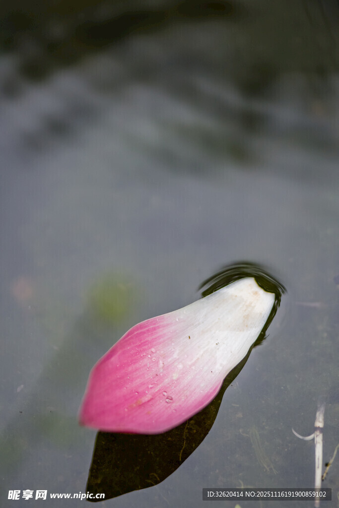 水中粉色花瓣