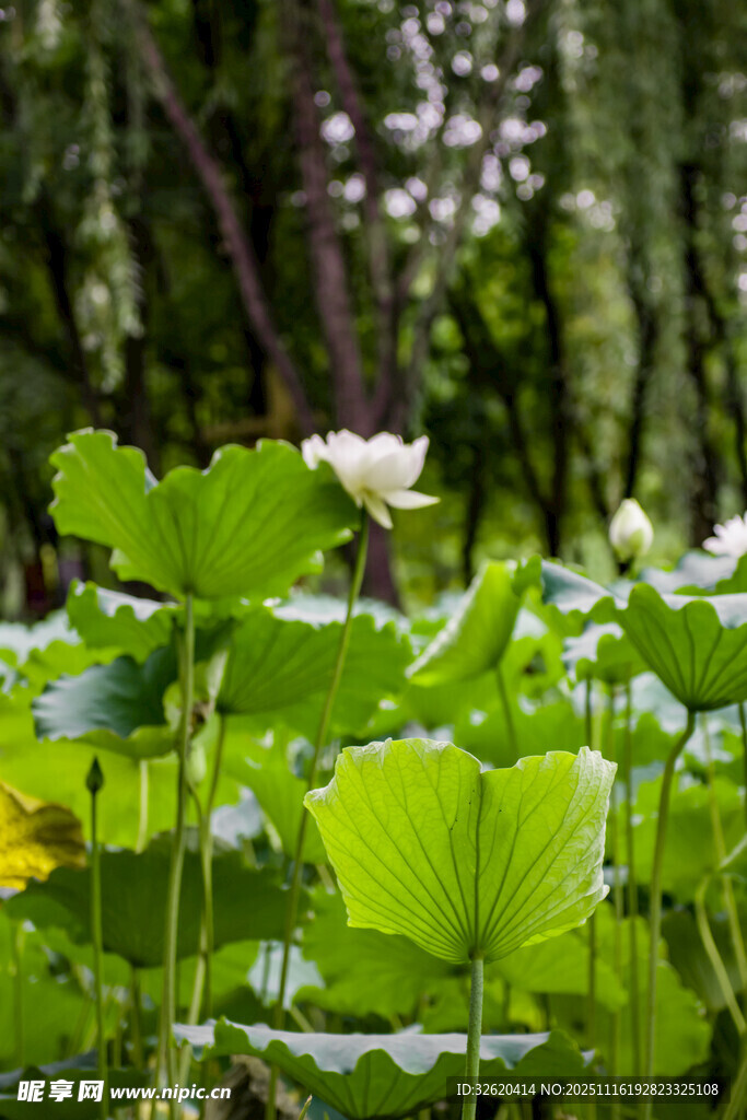 夏日荷塘绿意盎然