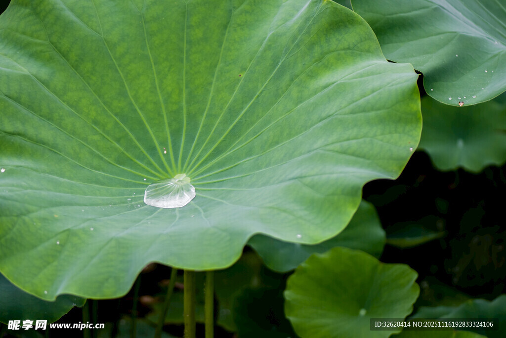 荷叶上的晶莹水珠