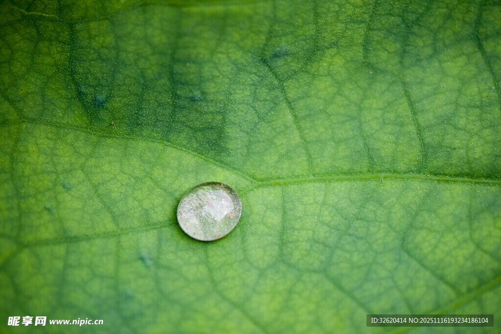 绿叶上的晶莹水珠
