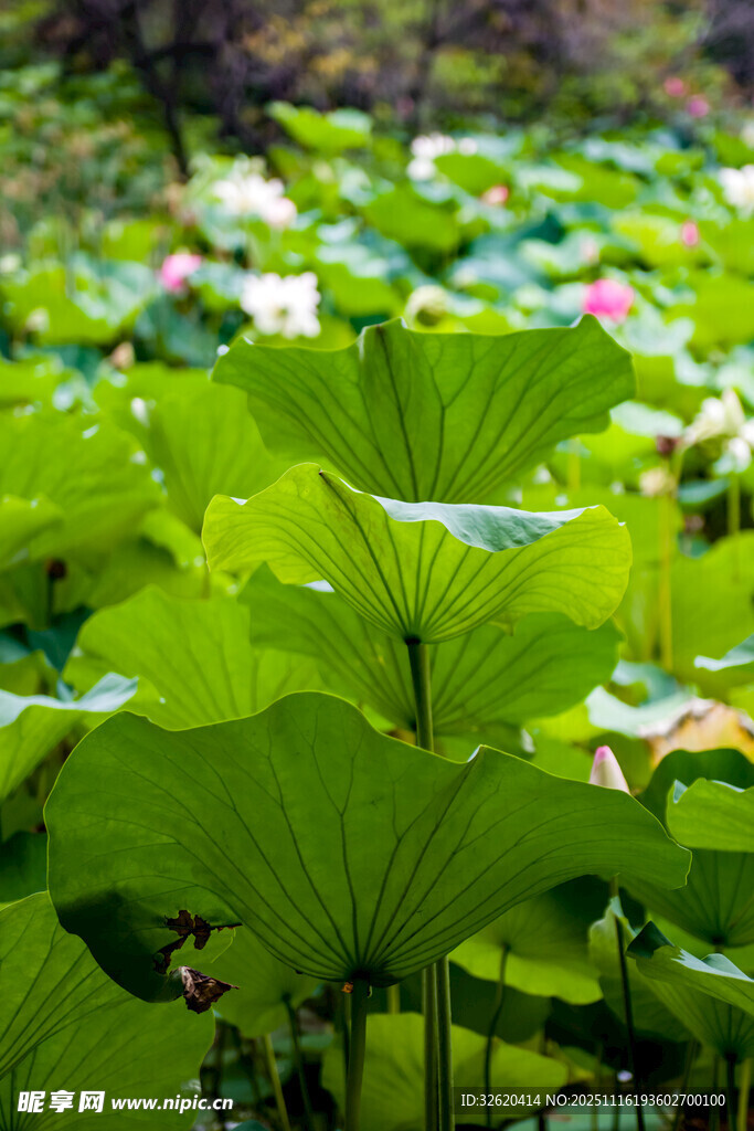 夏日荷塘绿意盎然
