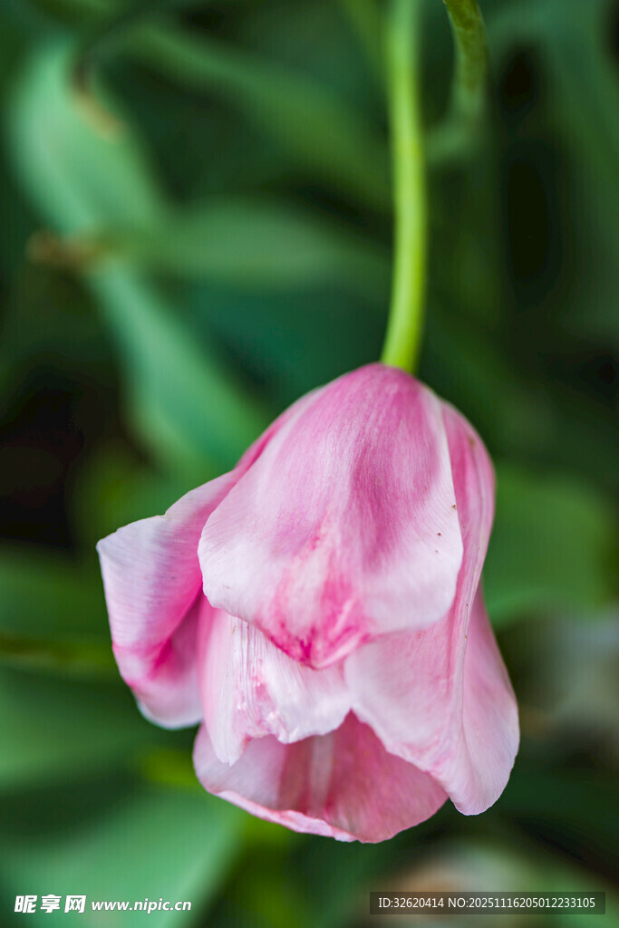 郁金香