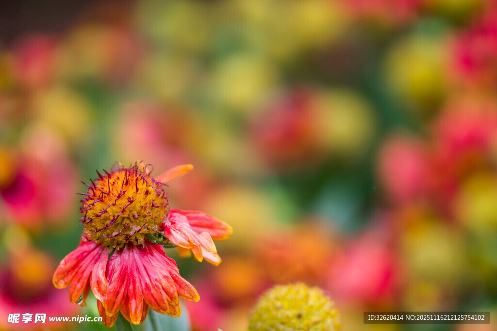 艳丽单株菊
