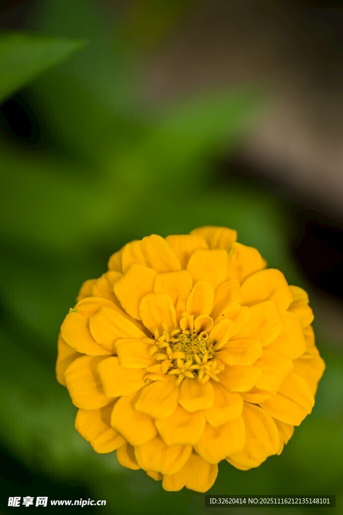 黄色单朵百日菊