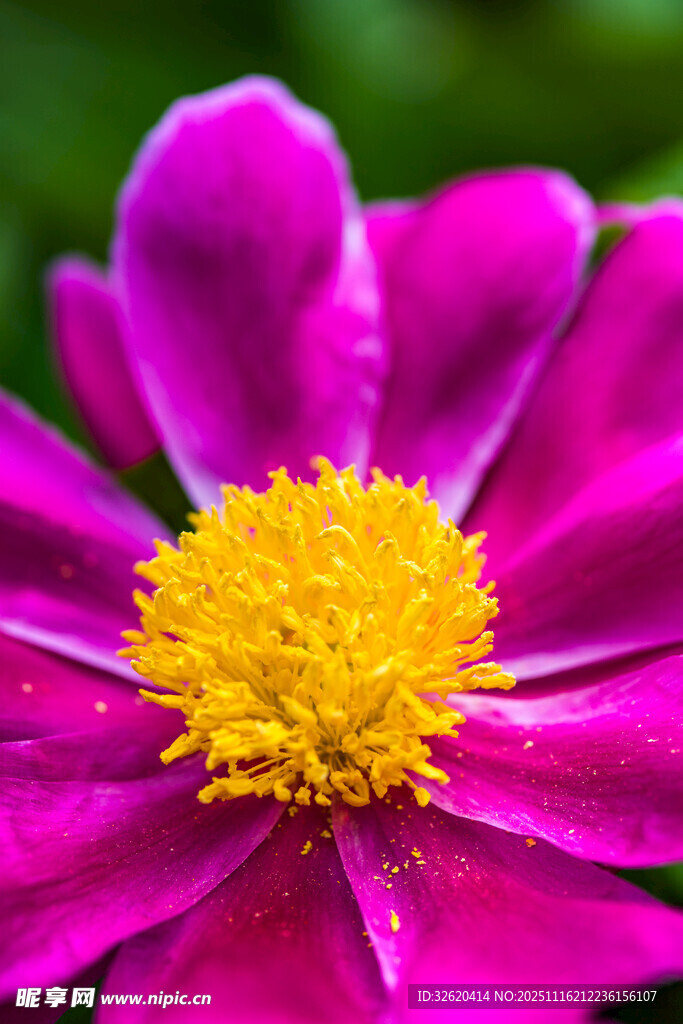 娇艳紫花配黄色花蕊
