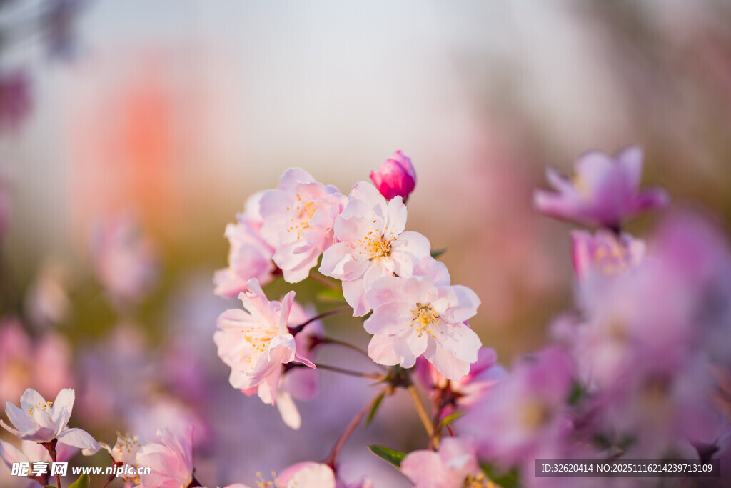 春日绽放的粉嫩花朵