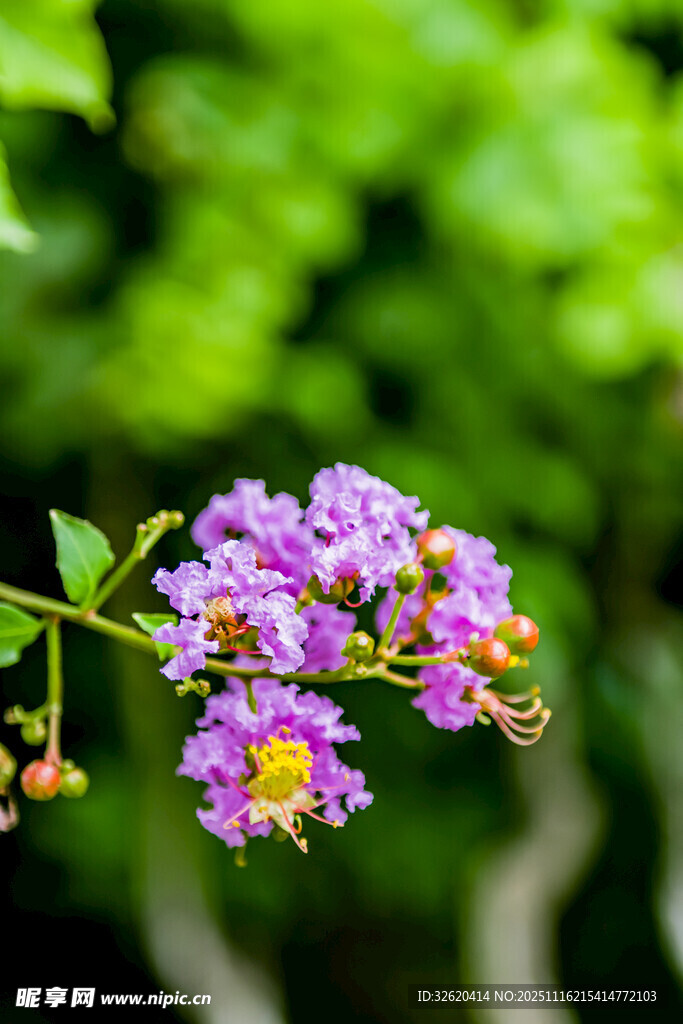绽放的紫薇花