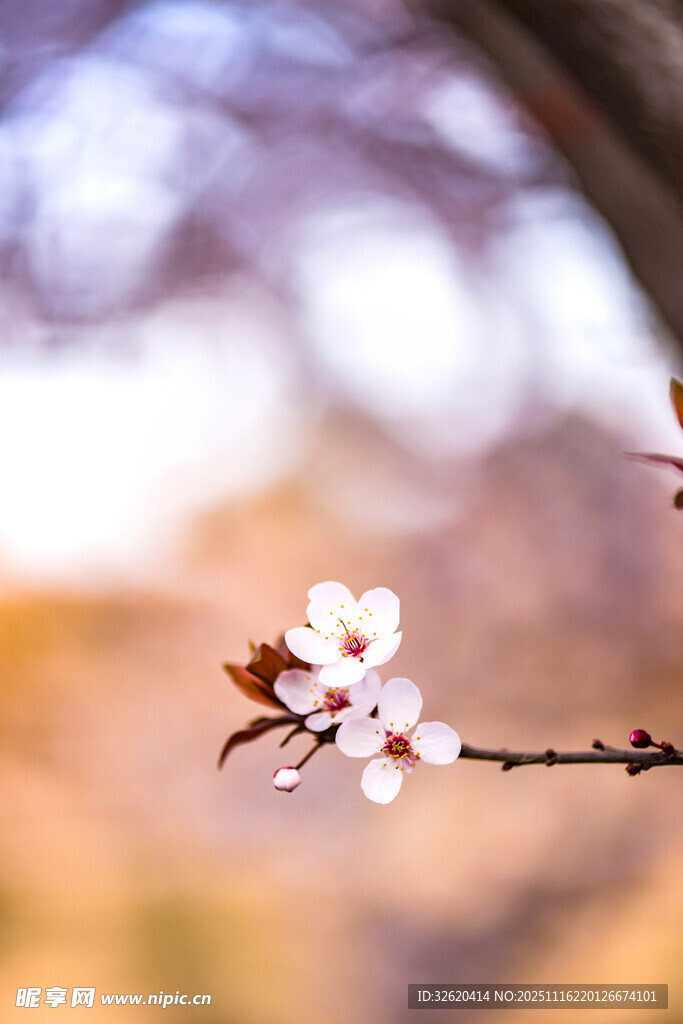 杏花