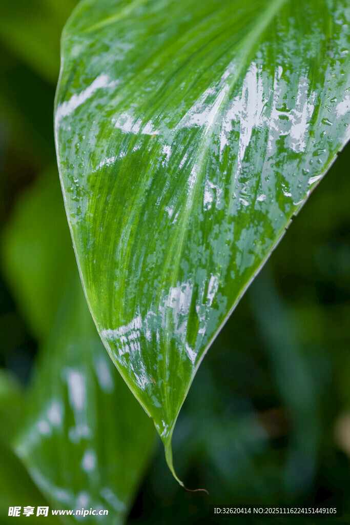 翠绿叶片上的晶莹水珠