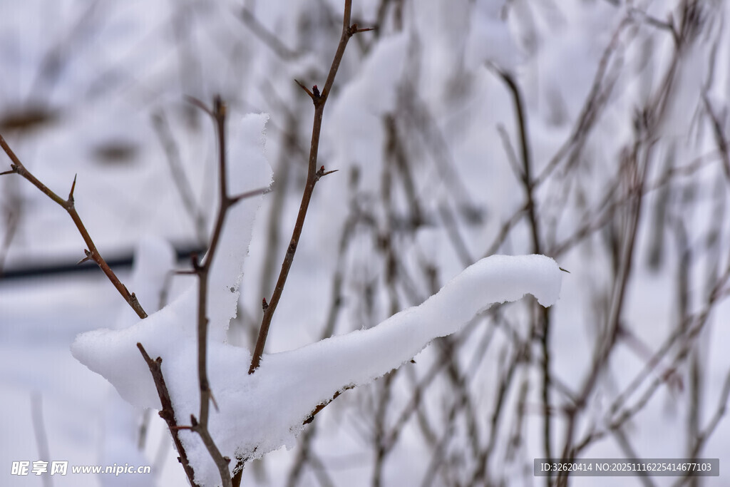 雪覆枝丫