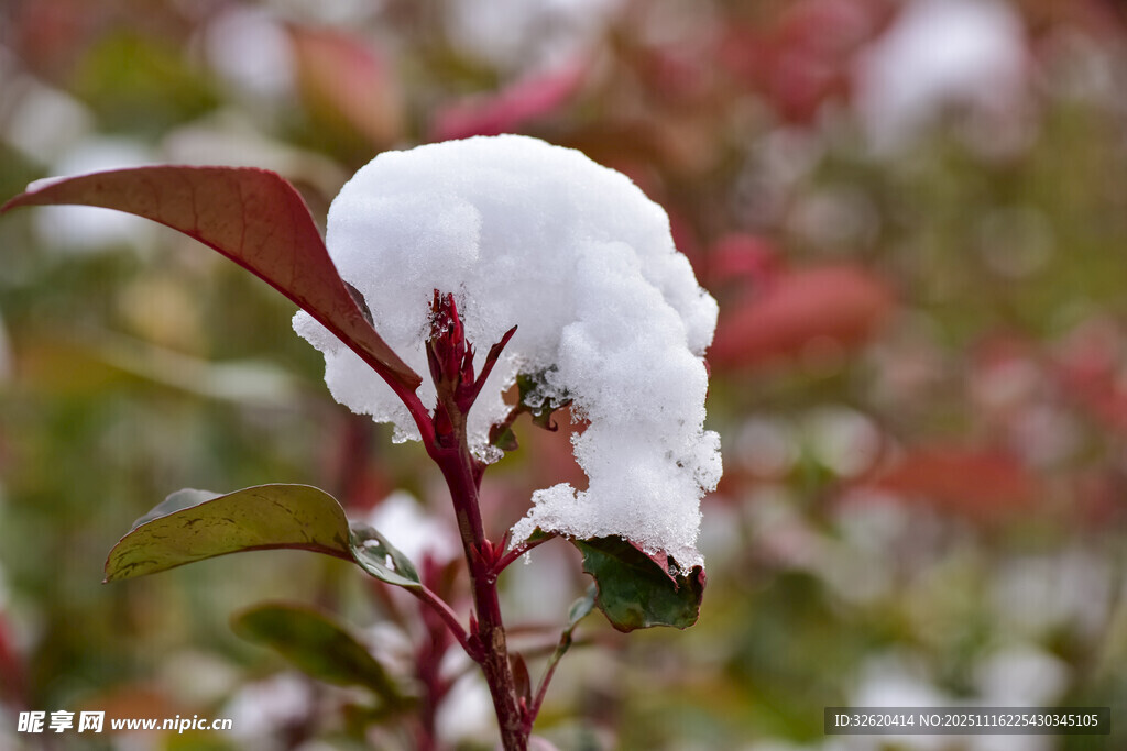 枝头覆雪的娇艳花朵