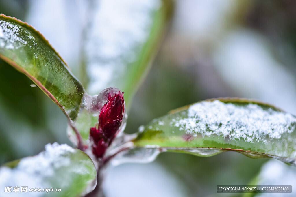 雪覆红蕾