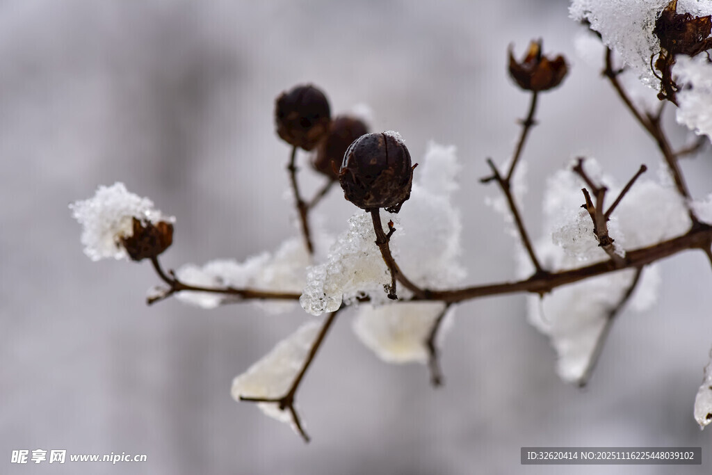 雪覆枝头