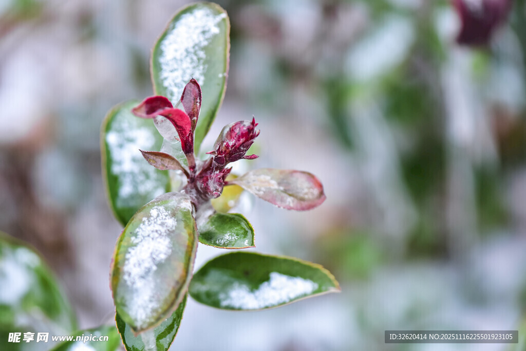 雪覆花枝显清丽