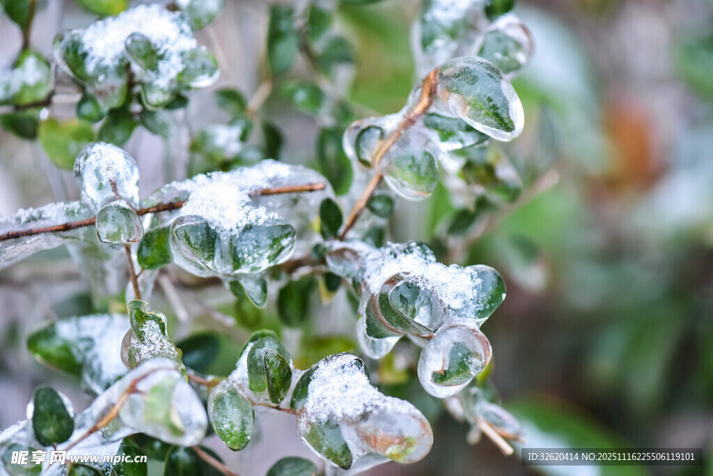覆雪枝叶的清新景致