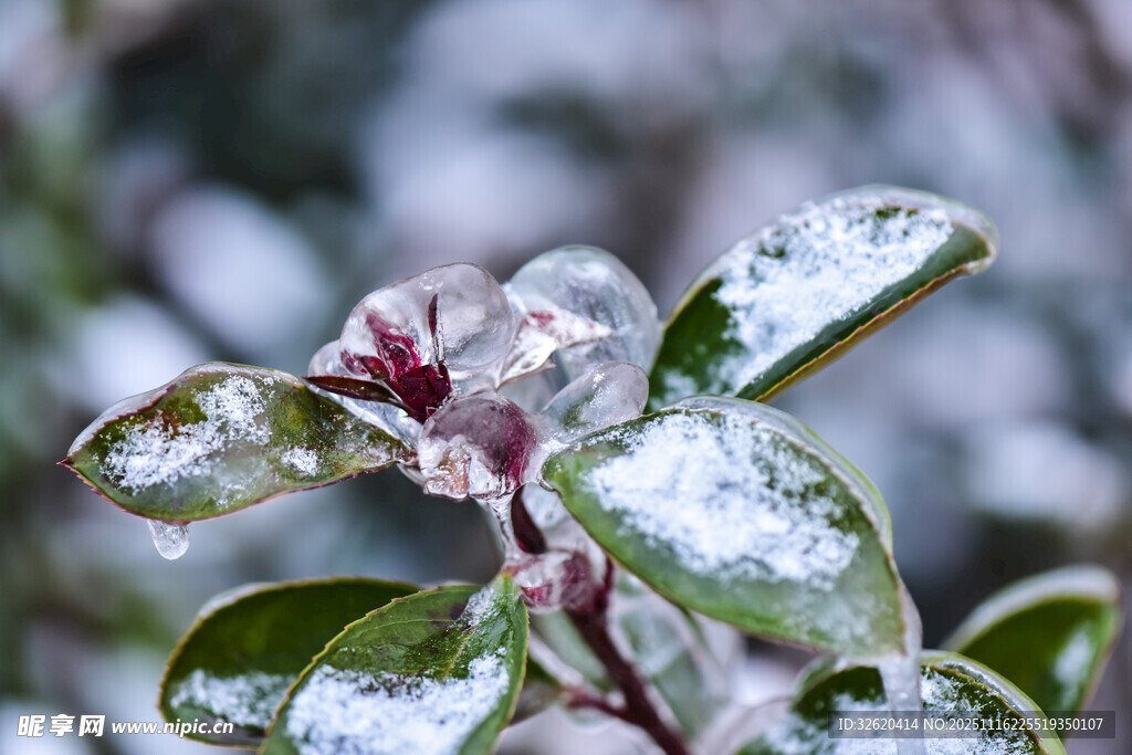 雪覆绿叶间的清新景致