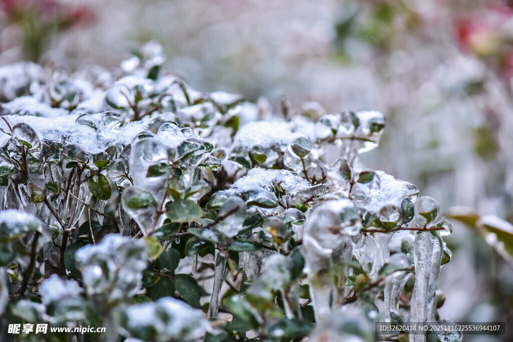 雪覆绿植显清新之美