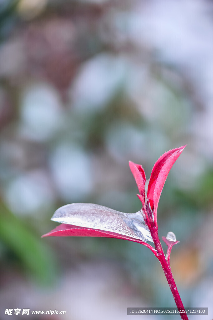 带水珠的鲜艳红嫩植物