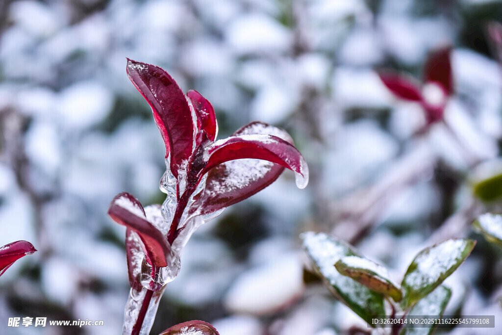雪覆红叶