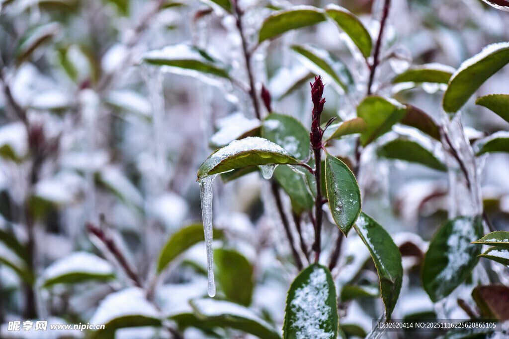 雪覆绿叶的清新景象