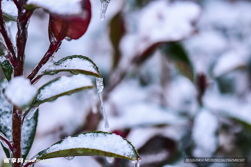 雪中红绿叶景致