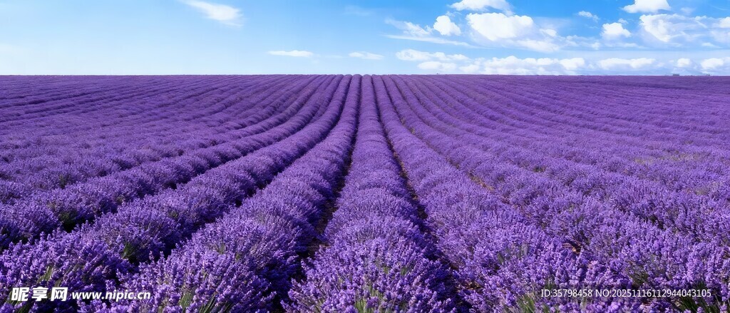 紫色薰衣草田的浪漫景致