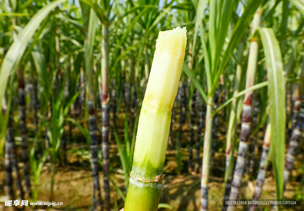 甘蔗种植园里的甘蔗