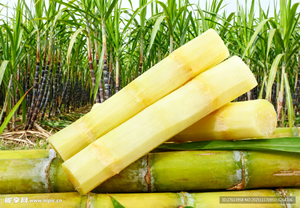 绿皮甘蔗堆叠