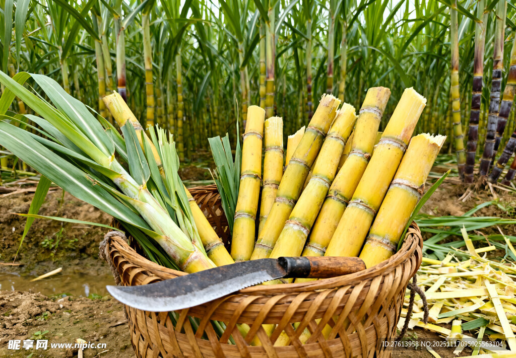 竹篮里的甘蔗